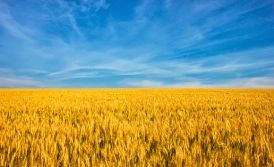 Getting a residence permit in Ukraine through the registration of a company